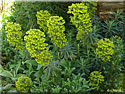 Euphorbia characias 'Wulfenii'