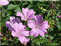Géranium 'Claridge Druce'