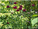 Knautia macedonica, Petite scabieuse de Macédoine