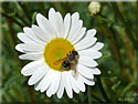 Marguerite,Leucanthemum vulgare