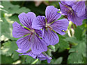 Granium vivace Ibericum