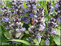 Ajuga reptans, Bugle rampante