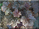 Heuchera 'Palace Purple', Heuchère
