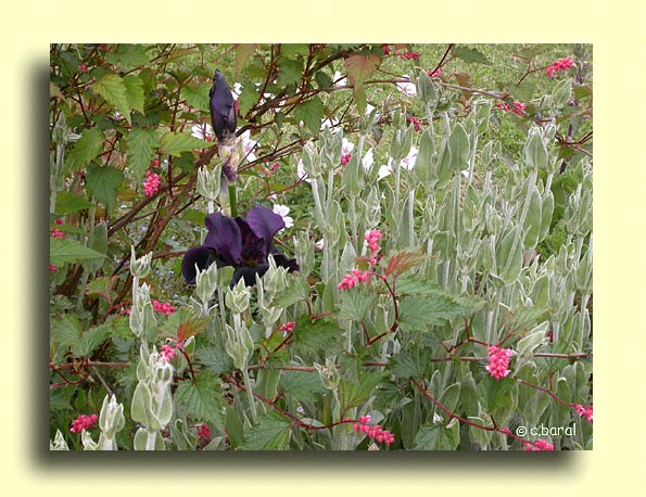 Iris, Lychnis, neillia