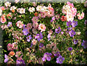 Rosier 'Phyllis Bide'