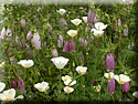Eschscholzia
