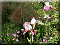 Iris et Fenouil bronze
