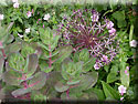 Allium et Sedum