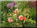 Rosier 'Pat Austin'