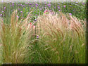 Stipa tenuifolia