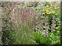 Calamagrostis