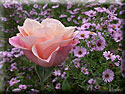 Rose et Asters