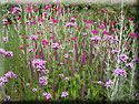 Teucrium, Coquelourdes, Verveines