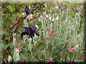 Iris, Lychnis, Neillia affinis
