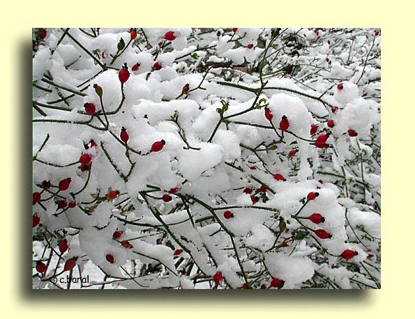Cynorrhodons du rosier 'New Face' sous la neige