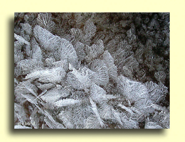 Forêt de givre