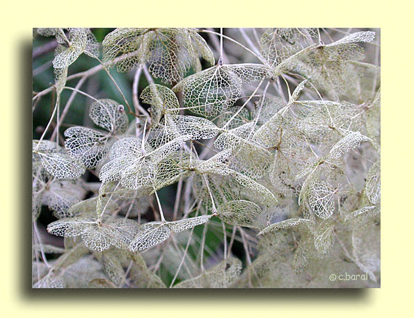 Hydrangea arborescens 'Anabelle'