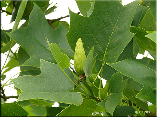 Tulipier de Virginie, Liriodendron tulipifera