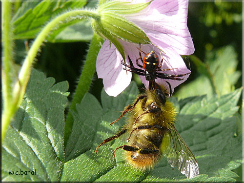 Synaema globosum a captué une abeille Synaema globosum a captué une abeille