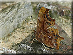 Robert-le-Diable, Polygonia c-album Polygonia c-album, Robert-le-Diable