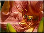 La récolte du pollen La récolte du pollen