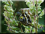Accouplement d'Anthidium manicatum
