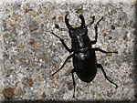 Lucanus cervus, Lucane Cerf-volant mâle Lucanus cervus, Lucane Cerf-volant mâle