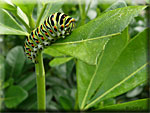 Chenille de Machaon, Papilio Machaon Chenille de Machaon, Papilio Machaon