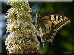 Papilio Machaon, Machaon Porte-queue Papilio Machaon, Machaon Porte-queue