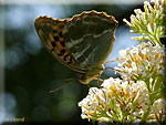 Argynnis paphia, le Tabac d'Espagne Argynnis paphia, le Tabac d'Espagne