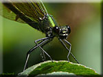 Calopteryx virgo, le Caloptéryx vierge Calopteryx virgo, le Caloptéryx vierge