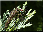 Asilidae et sa proie Asilidae (Eutolmus sp)