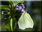 Gonepteryx rhamni, le Citron Gonepteryx rhamni, le Citron (femelle)