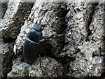 Femelle Lucanus cervus Lucanus cervus femelle