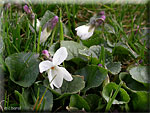 Les plantes sauvages