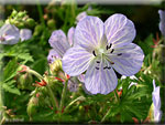 Les plantes vivaces