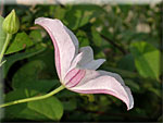 Les plantes grimpantes