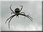 Les Araignées, Aranaea