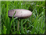 Les Champignons, Mycetideae