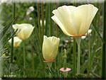 Les Fleurs annuelles