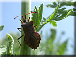 Les Hétéroptères, Heteroptera