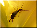 Insectes divers : chrysopes, phasmes, mantes...