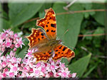 Les Lépidoptères, Lepidoptera
