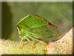 Les Homoptères, Homoptera