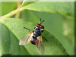 Les Diptères, Diptera