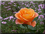 Les  Rosiers