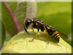 Les Hyménoptères, Hymenoptera