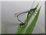 Les Odonates, Odonata