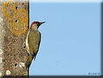 Les  Oiseaux